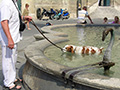 Un cane si rinfresca ad Arles